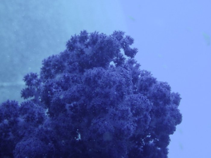 Dendronephthya sp.