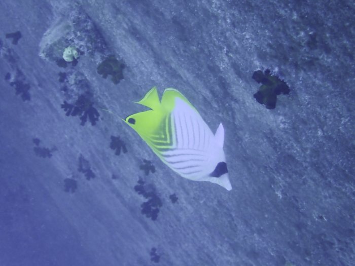 Chaetodon auriga