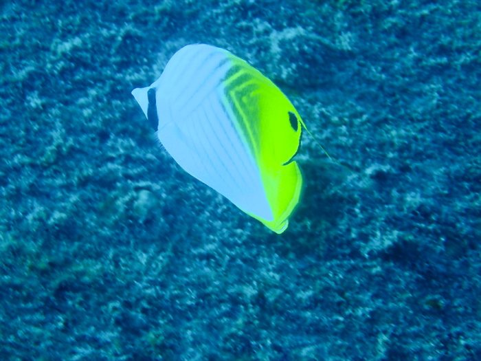 Chaetodon auriga