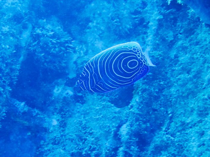 Pomacanthus semicirculatus