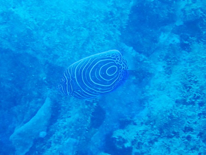 Pomacanthus semicirculatus
