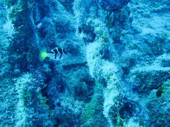 Paraluteres prionurus