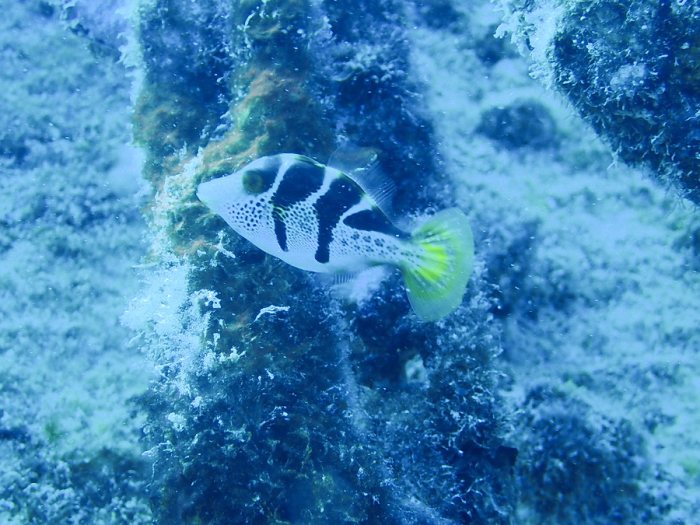 Paraluteres prionurus