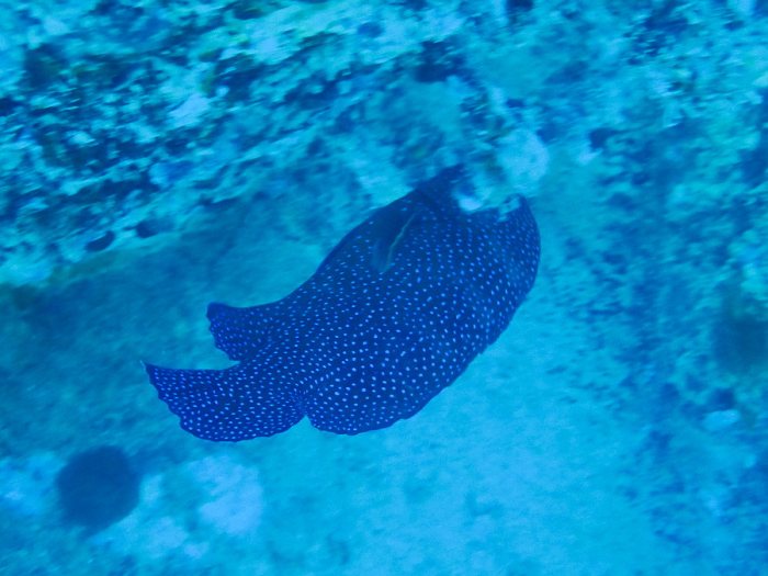 Cephalopholis miniata