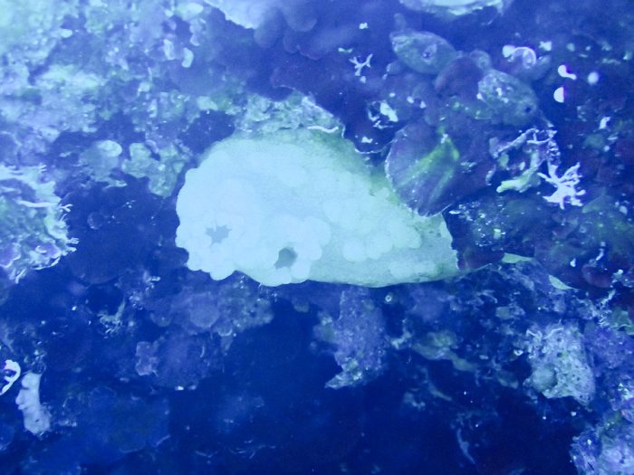 Pallusia julinea