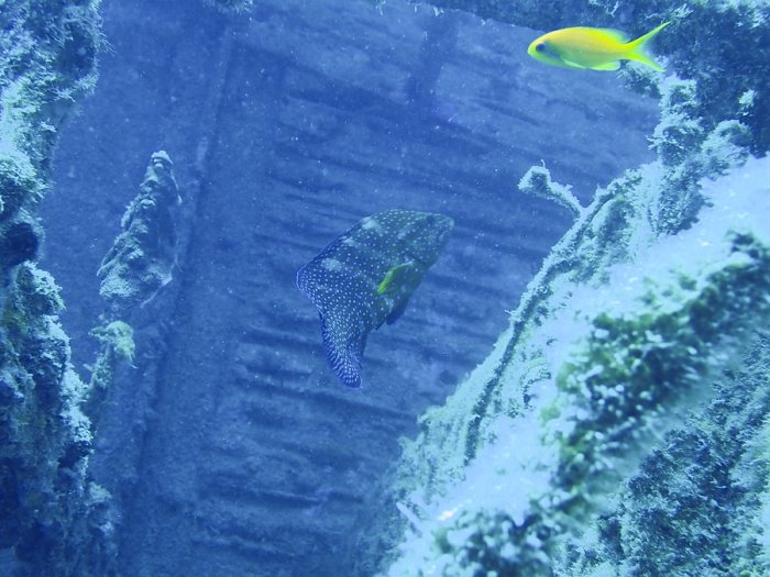 Cephalopholis miniata