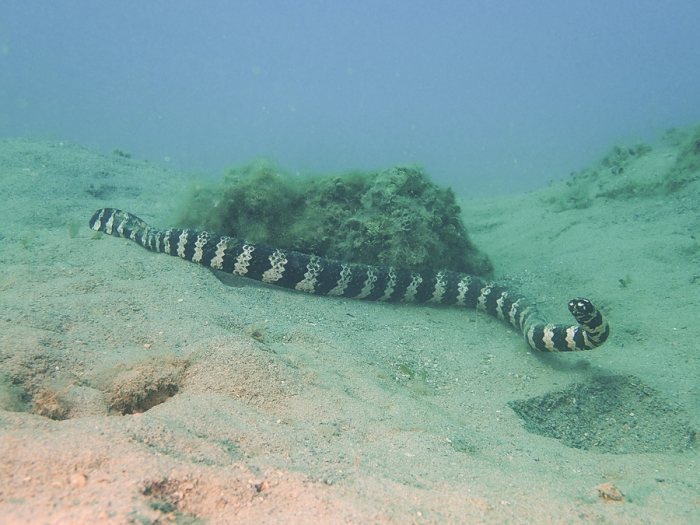 Emydocephalus annulatus