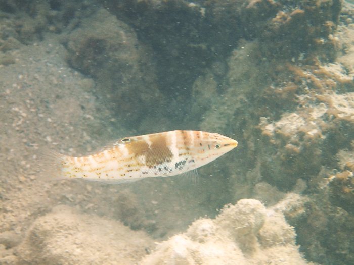 Coris batuensis
