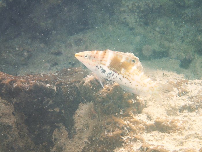 Coris batuensis