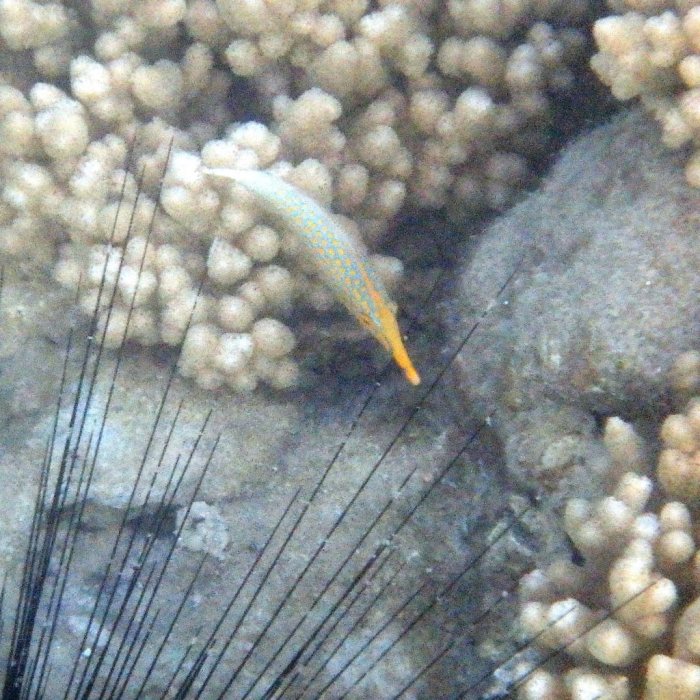 Oxymonacanthus longirostris
