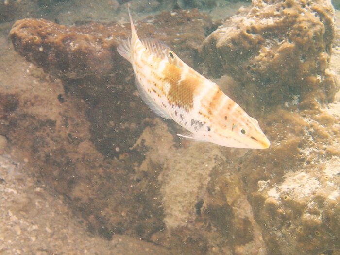 Coris batuensis