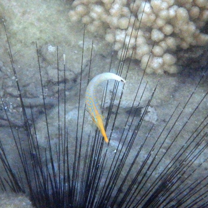 Oxymonacanthus longirostris