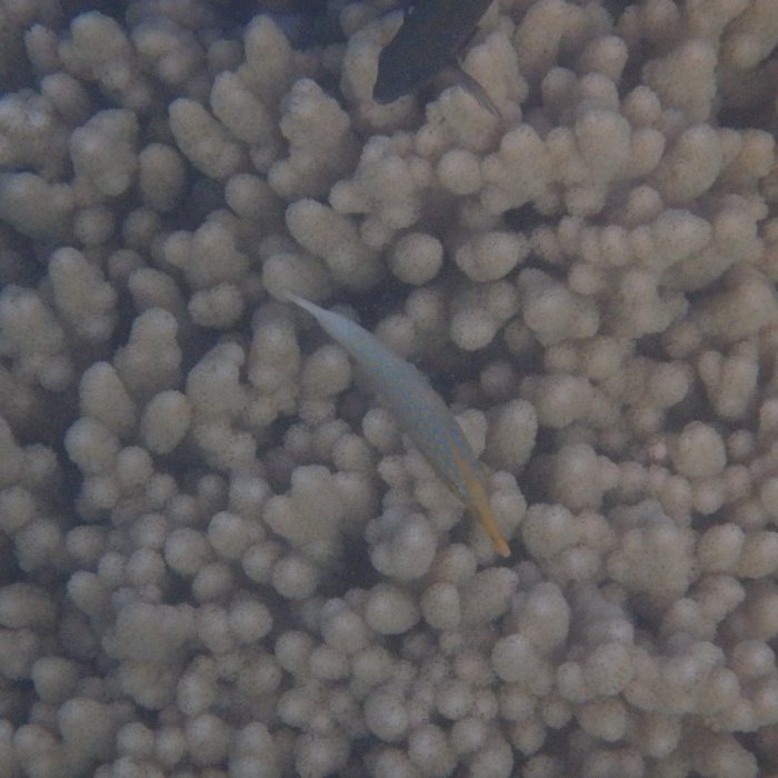 Oxymonacanthus longirostris