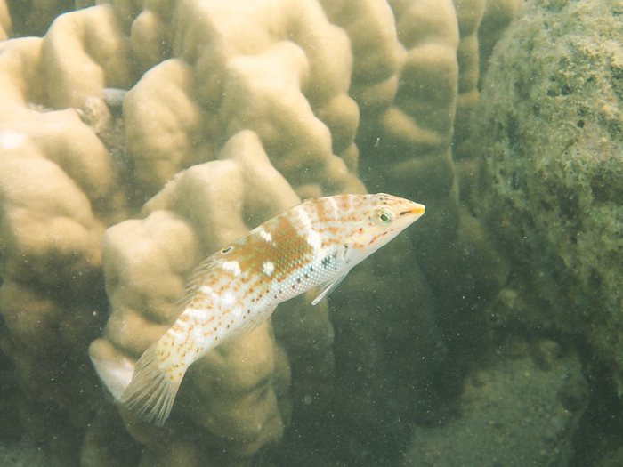 Coris batuensis