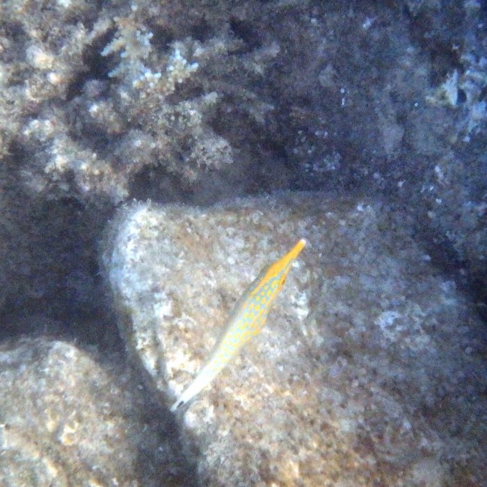 Oxymonacanthus longirostris
