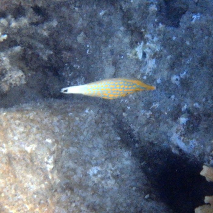 Oxymonacanthus longirostris