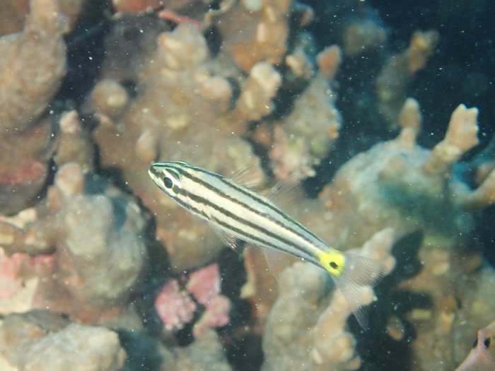 Cheilodipterus quinquelineatus