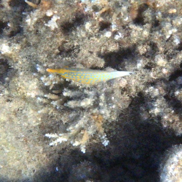 Oxymonacanthus longirostris
