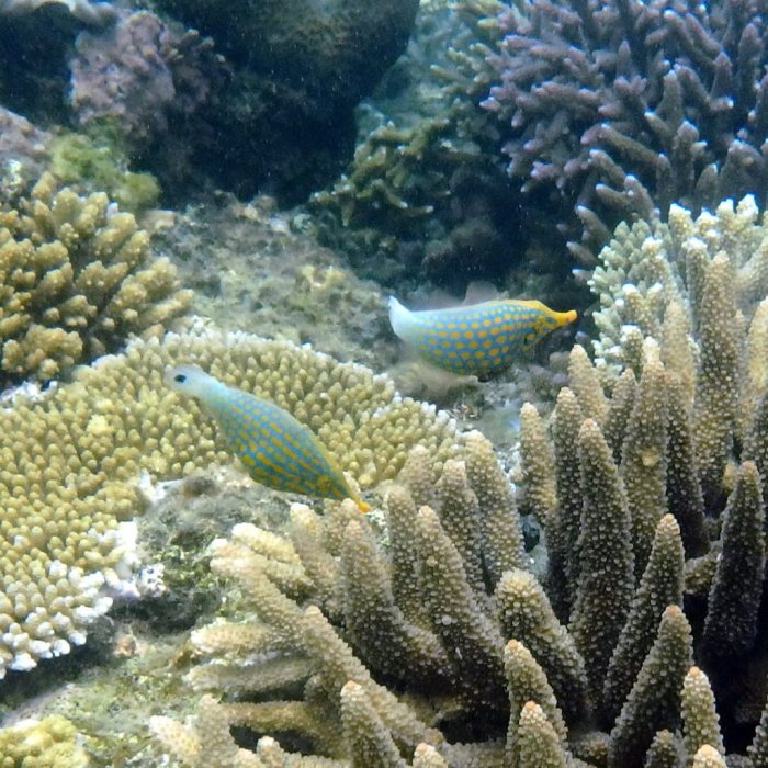 Oxymonacanthus longirostris