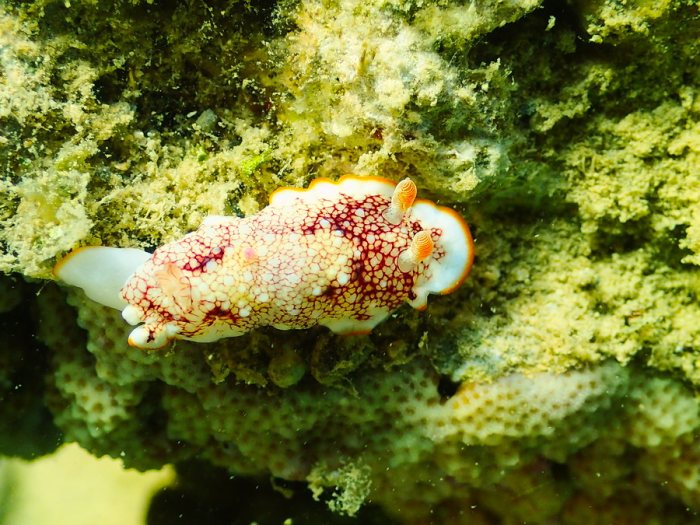 Goniobranchus sp.