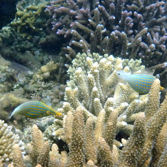 Oxymonacanthus longirostris