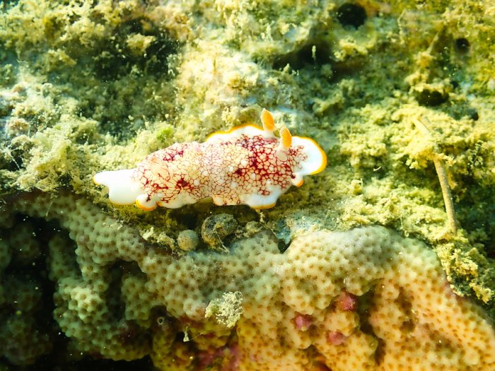 Goniobranchus sp.