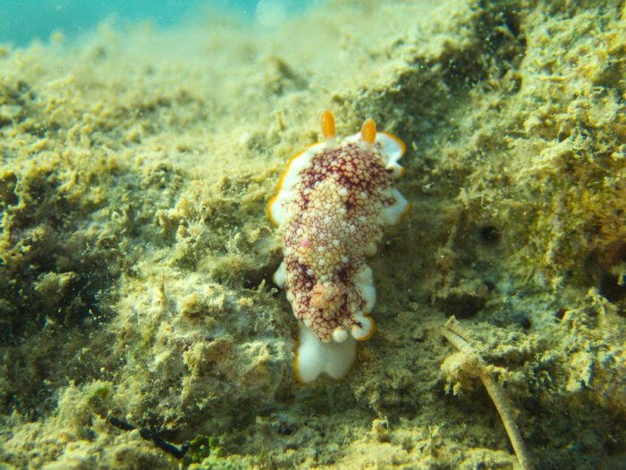 Goniobranchus sp.
