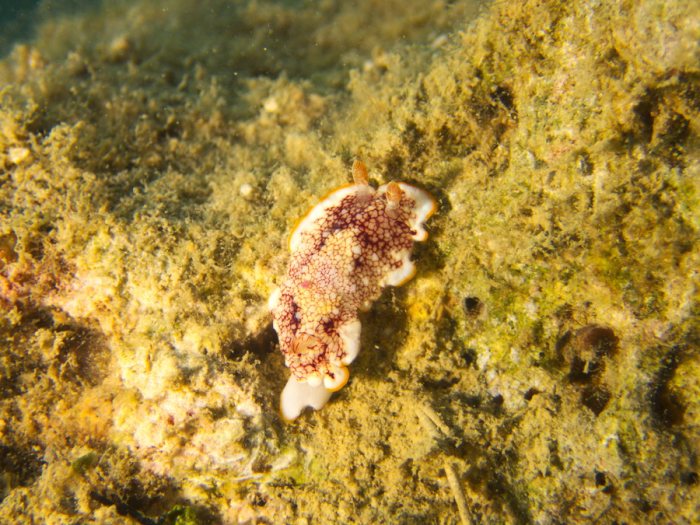 Goniobranchus sp.