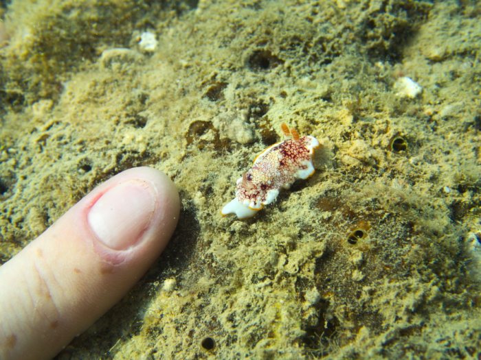 Goniobranchus sp.