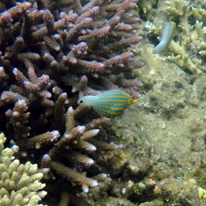 Oxymonacanthus longirostris