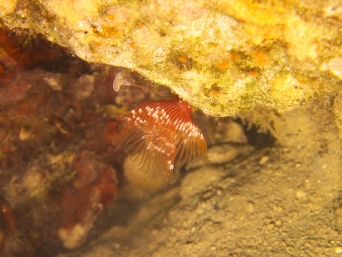 Sabellidae sp.