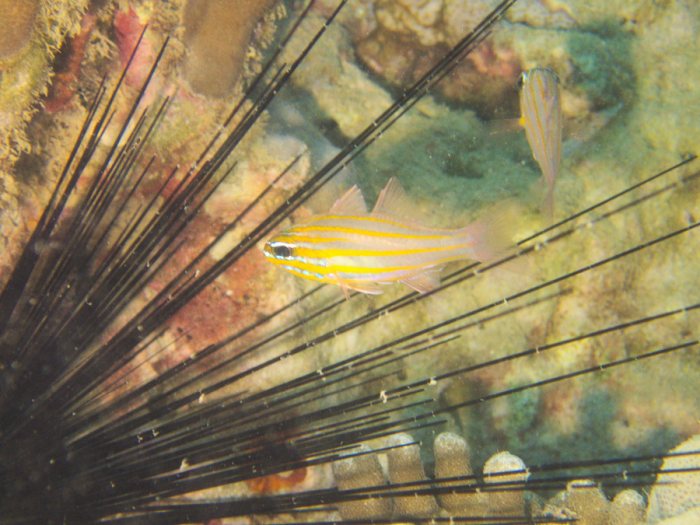 Ostorhinchus cyanosoma