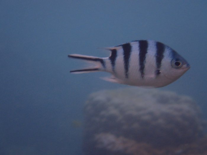 Abudefduf sexfasciatus