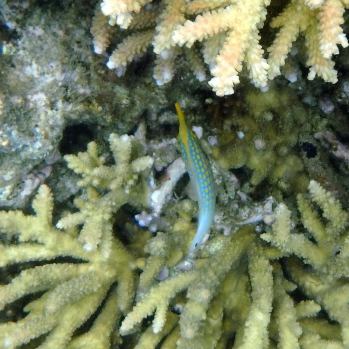 Oxymonacanthus longirostris