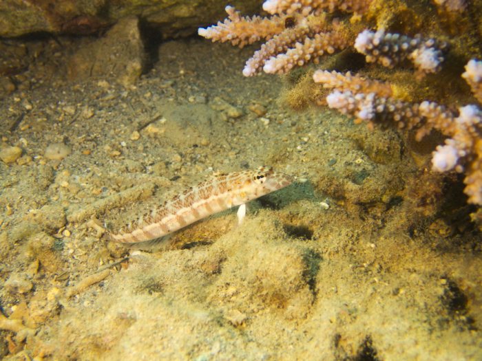 Parapercis millepunctata