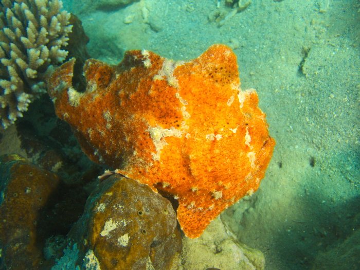 Antennarius commerson