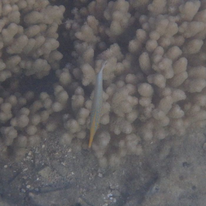 Oxymonacanthus longirostris