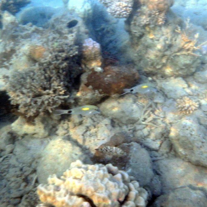 Parupeneus indicus