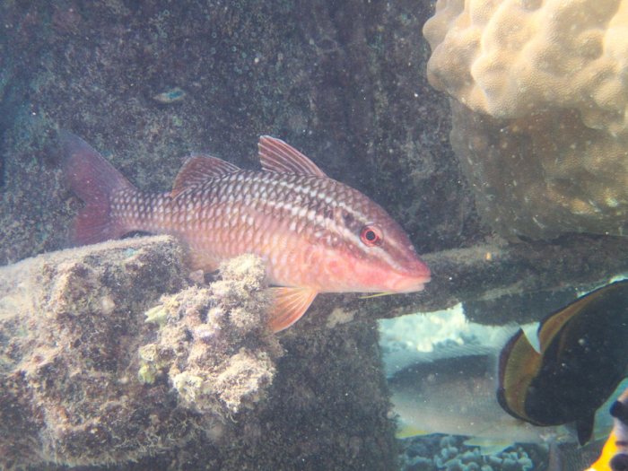 Parupeneus ciliatus