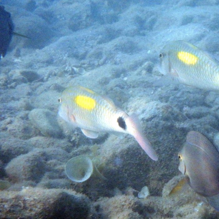 Parupeneus indicus