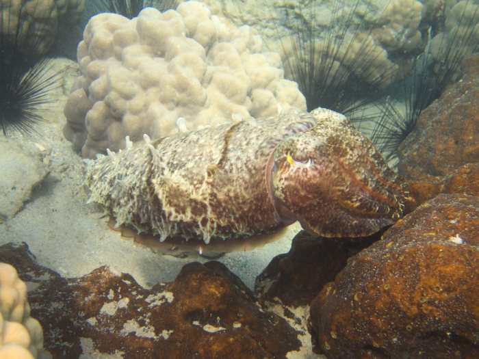 Seiche (Sepia latimanus)