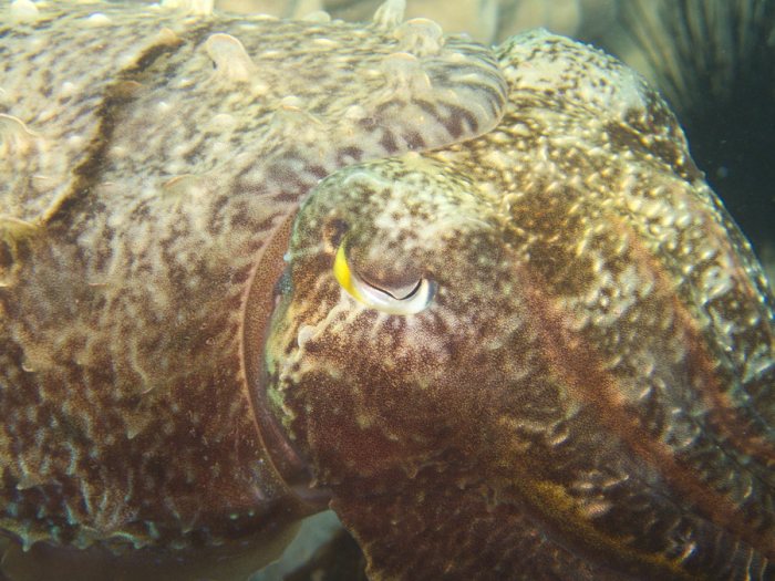 Seiche (Sepia latimanus)