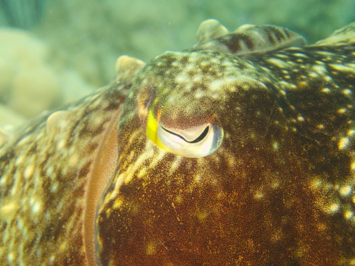 Seiche (Sepia latimanus)