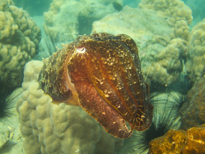 Seiche (Sepia latimanus)