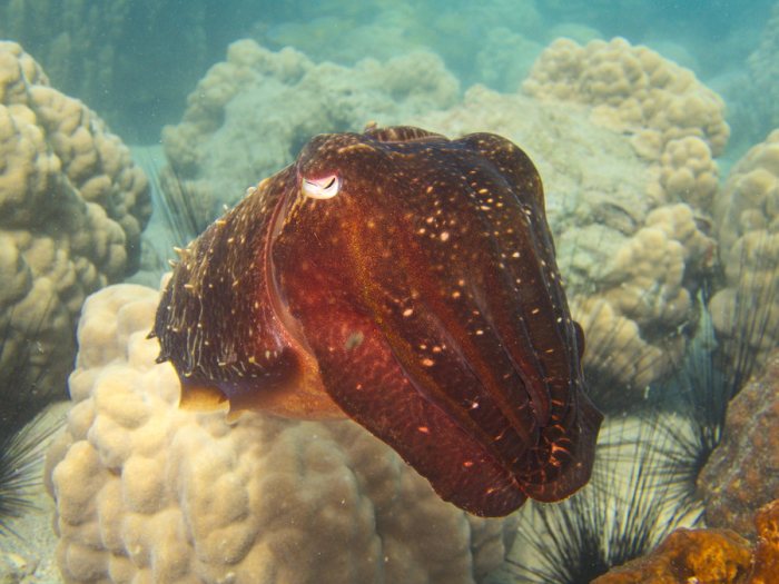 Seiche (Sepia latimanus)