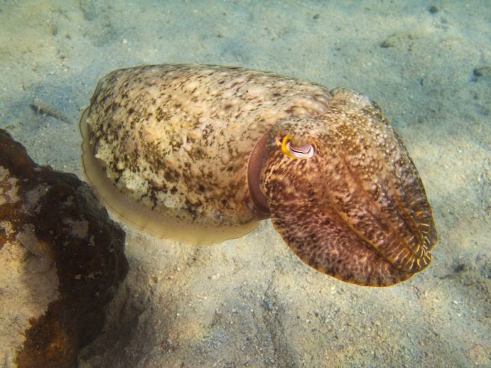 Seiche (Sepia latimanus)