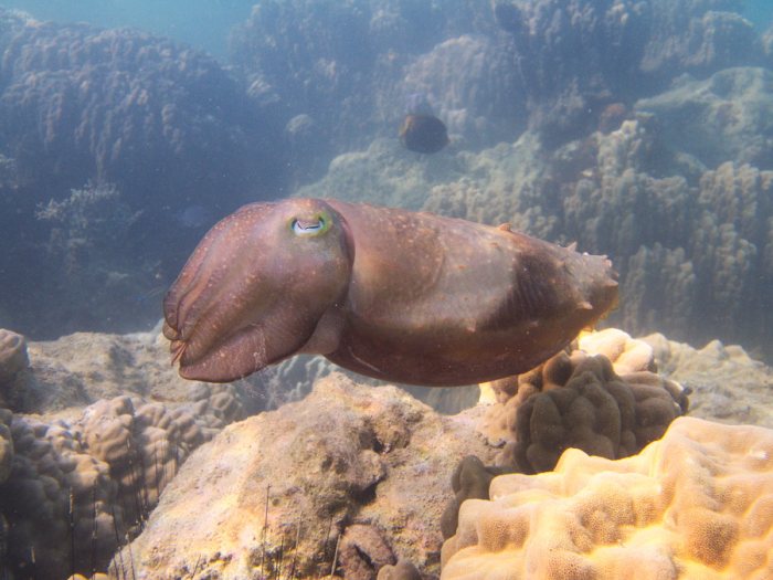 Seiche (Sepia latimanus)