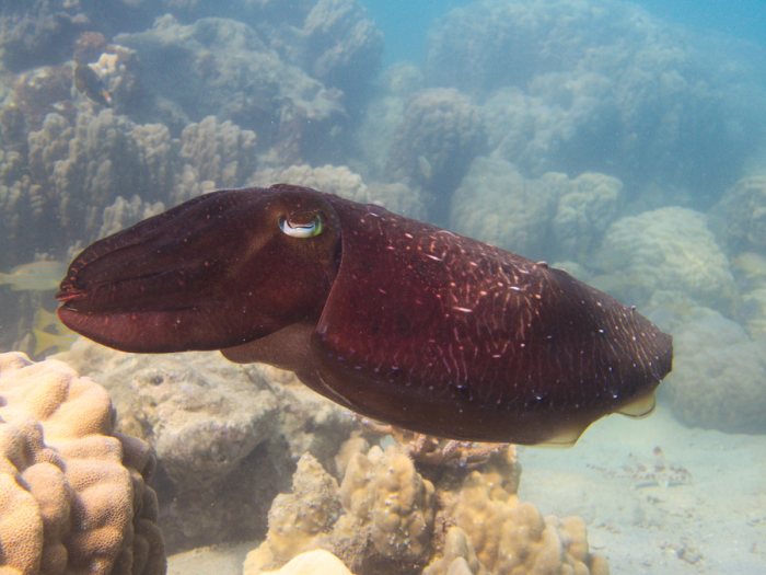Seiche (Sepia latimanus)