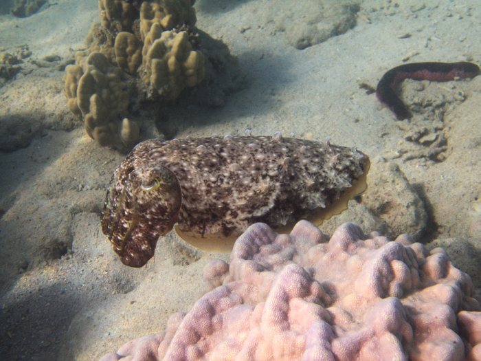 Seiche (Sepia latimanus)