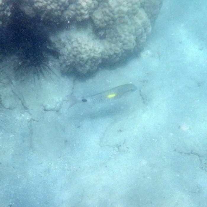 Parupeneus indicus